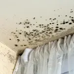 Come eliminare la muffa